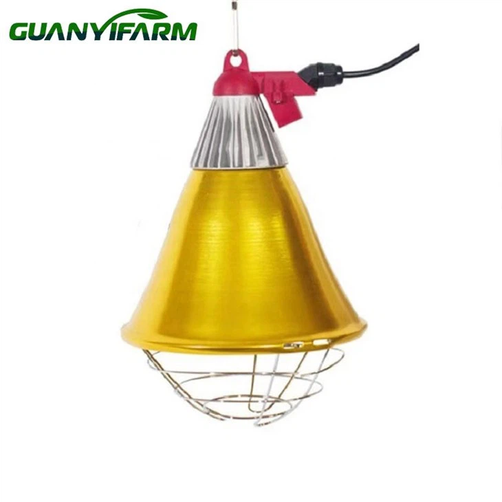 Infrasarkanās gaismas cāļiem